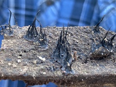 Stemonitis