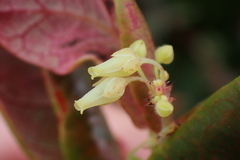 Dendrophyllanthus poueboensis