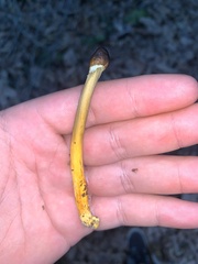 Tolypocladium longisegmentatum