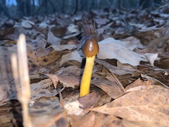 Tolypocladium longisegmentatum