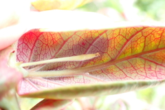 Dendrophyllanthus poueboensis