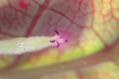 Dendrophyllanthus poueboensis