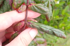 Dendrophyllanthus poueboensis