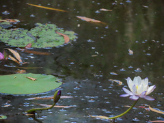 Nymphaea