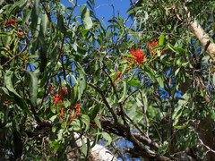 Loranthaceae