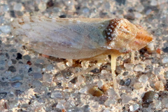 Xerophloea viridis