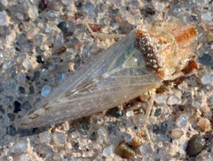 Xerophloea viridis