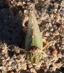 Xerophloea viridis