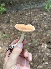 Plinthogalus