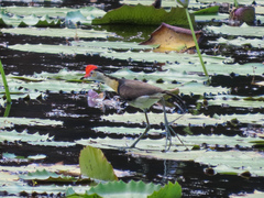 Irediparra gallinacea