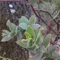 Arctostaphylos regismontana