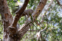 Dendrobium trilamellatum