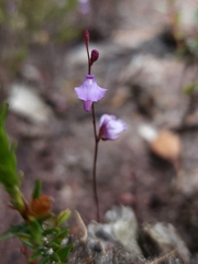 Utricularia lateriflora
