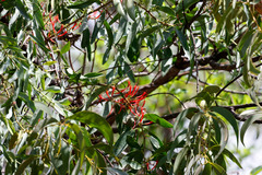 Loranthaceae