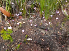 Utricularia lateriflora