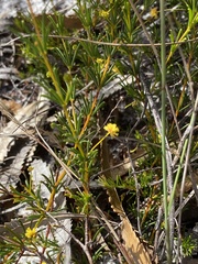 Acacia baueri