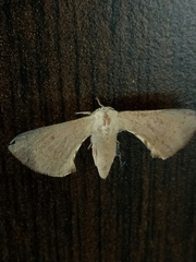 Bombycinae
