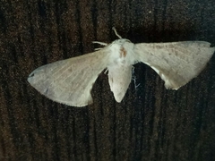 Bombycinae
