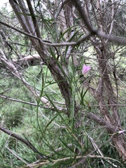 Convolvulus angustissimus