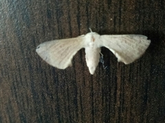 Bombycinae