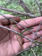 Convolvulus angustissimus