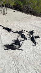 Amblyrhynchus cristatus hassi