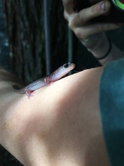 Aneides lugubris