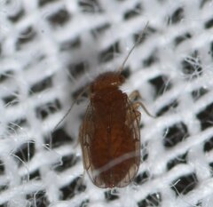 Ectopsocidae
