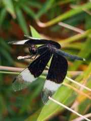 Neurothemis tullia