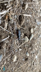 Cylydrorhinus