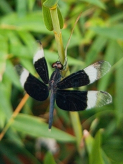 Neurothemis tullia