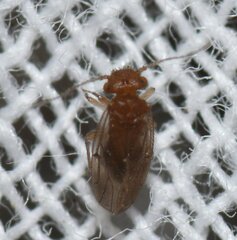Ectopsocidae