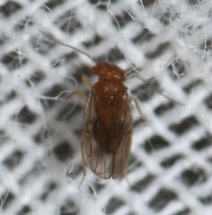 Ectopsocidae