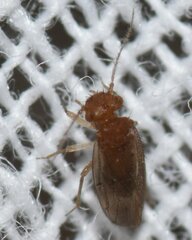 Ectopsocidae