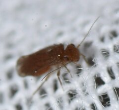 Ectopsocidae