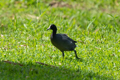Fulica alai
