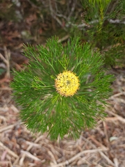 Isopogon anethifolius