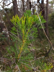 Isopogon anethifolius