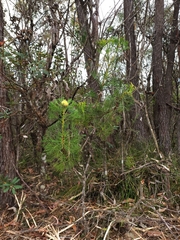 Isopogon anethifolius