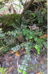 Metrosideros diffusa