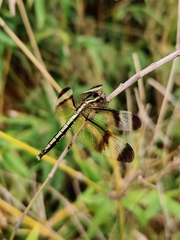 Neurothemis tullia