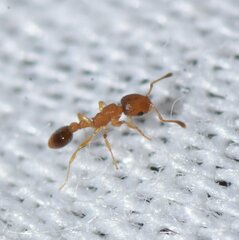 Cardiocondyla obscurior