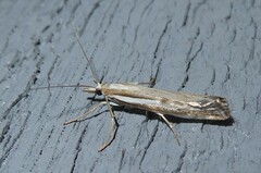 Orocrambus vittellus