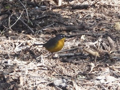 Basileuterus lachrymosus