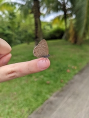 Anthene emolus goberus