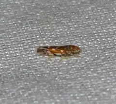 Erythroneura rubra