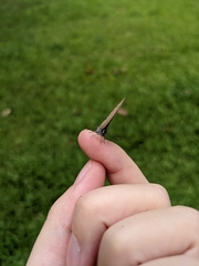 Anthene emolus goberus