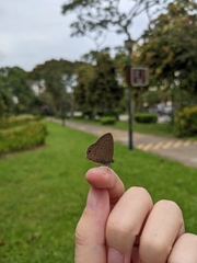 Anthene emolus goberus