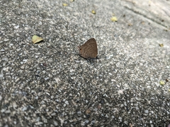 Anthene emolus goberus