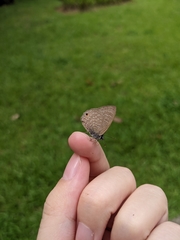 Anthene emolus goberus